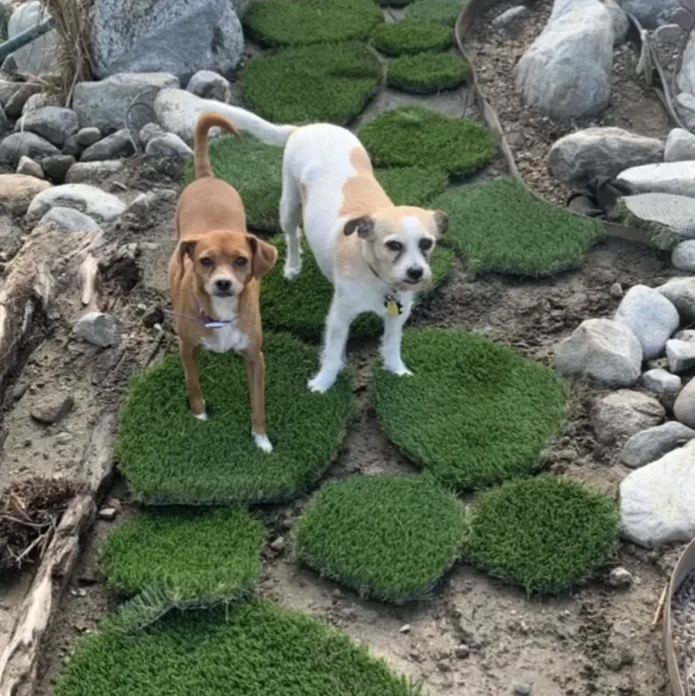 Expert yard cleanup service near you across Palm Springs, CA - Residential Restoration Specialties