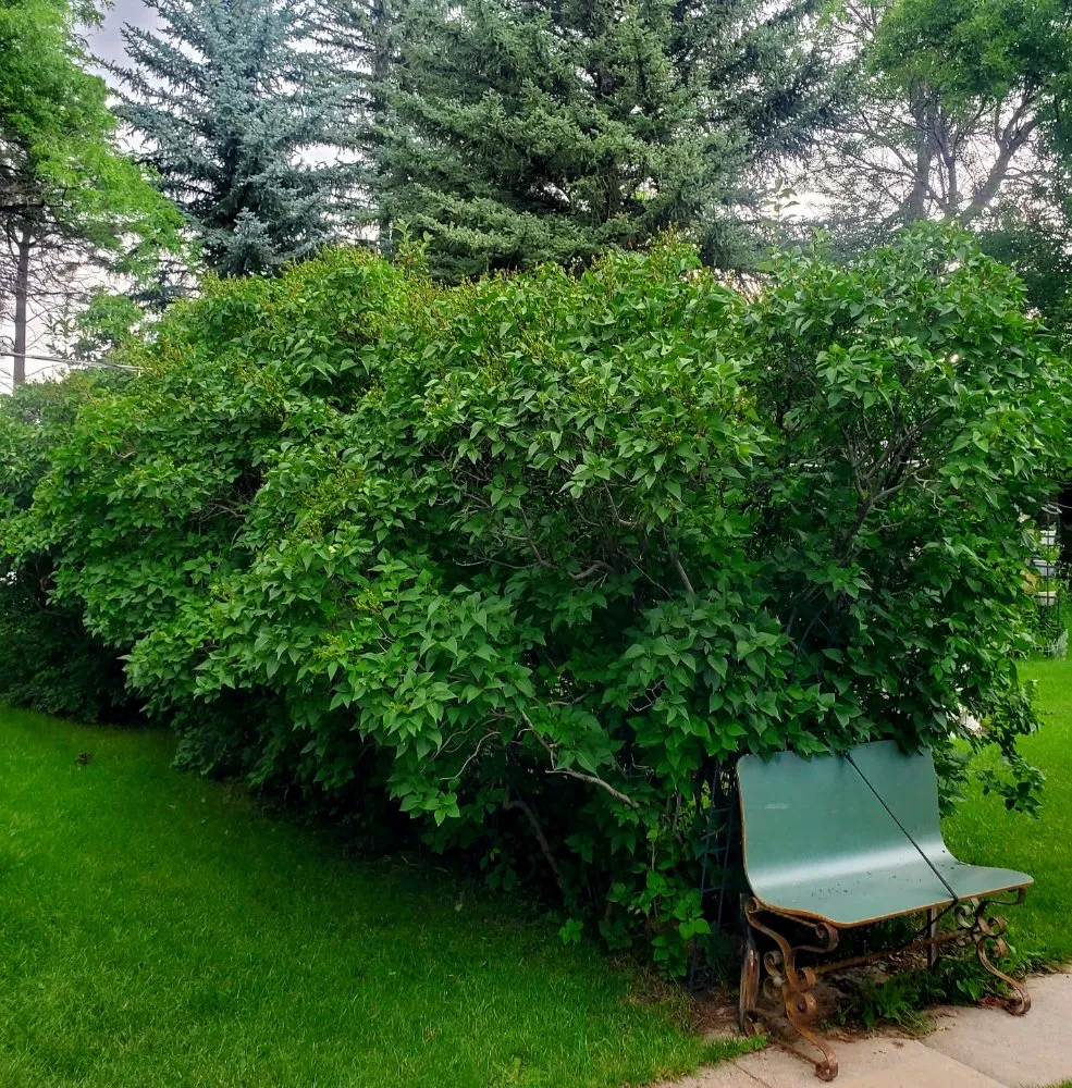 Top-rated lawn mowing service in Cheyenne, WY by Residential Roustabouts