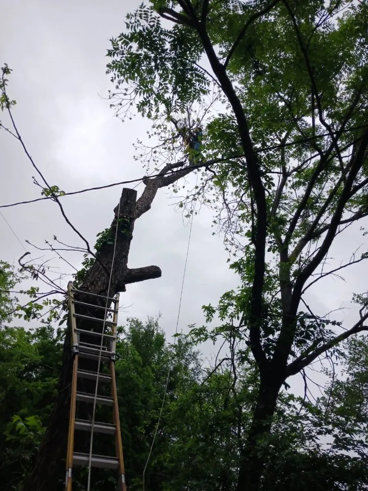 Professional landscaping services in Houston, TX by Residents Landscaping and Design