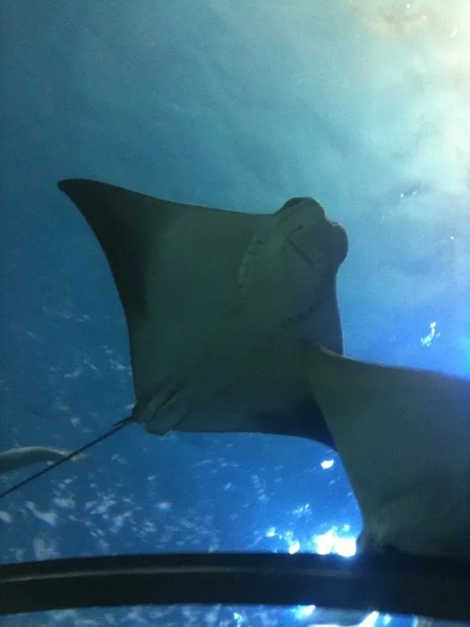 Trusted landscaping services experts serving Annandale, VA - Resilience Landscaping