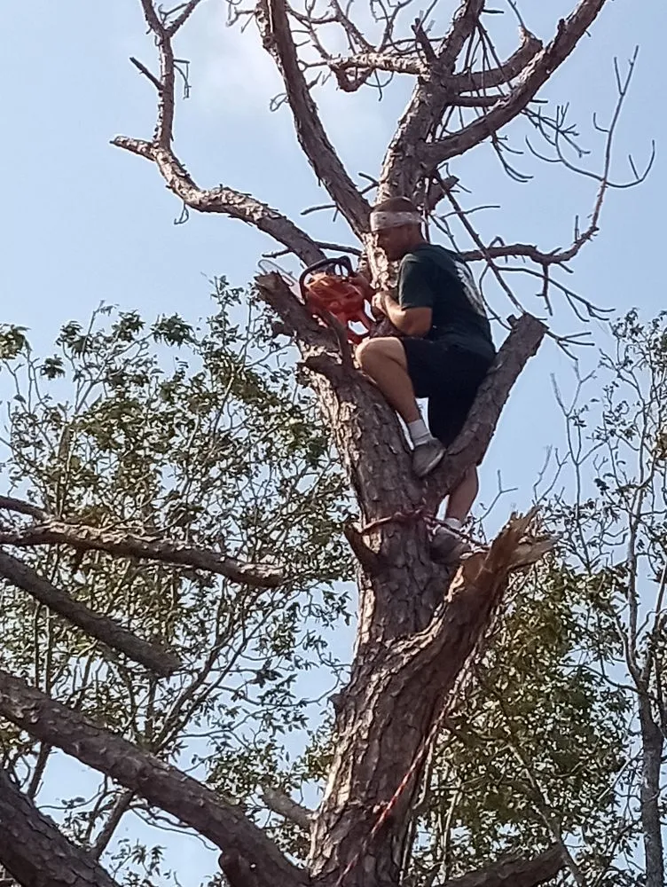 Expert yard cleanup service for homes in Santa Fe, TX by Resilience Tree Service