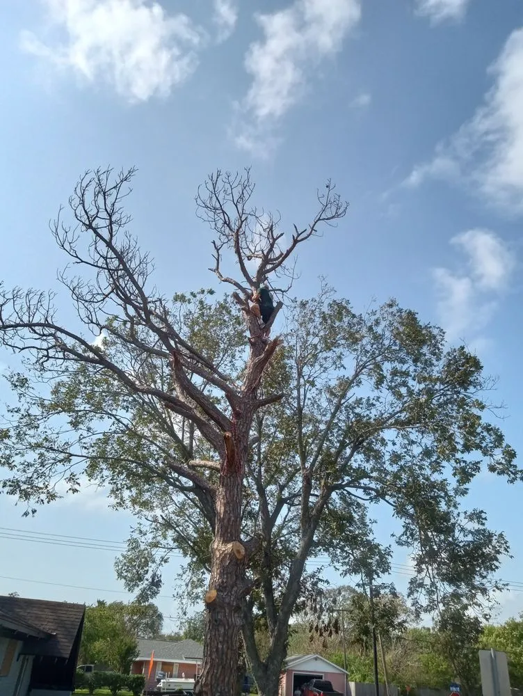 Affordable lawn care service experts serving Santa Fe, TX - Resilience Tree Service