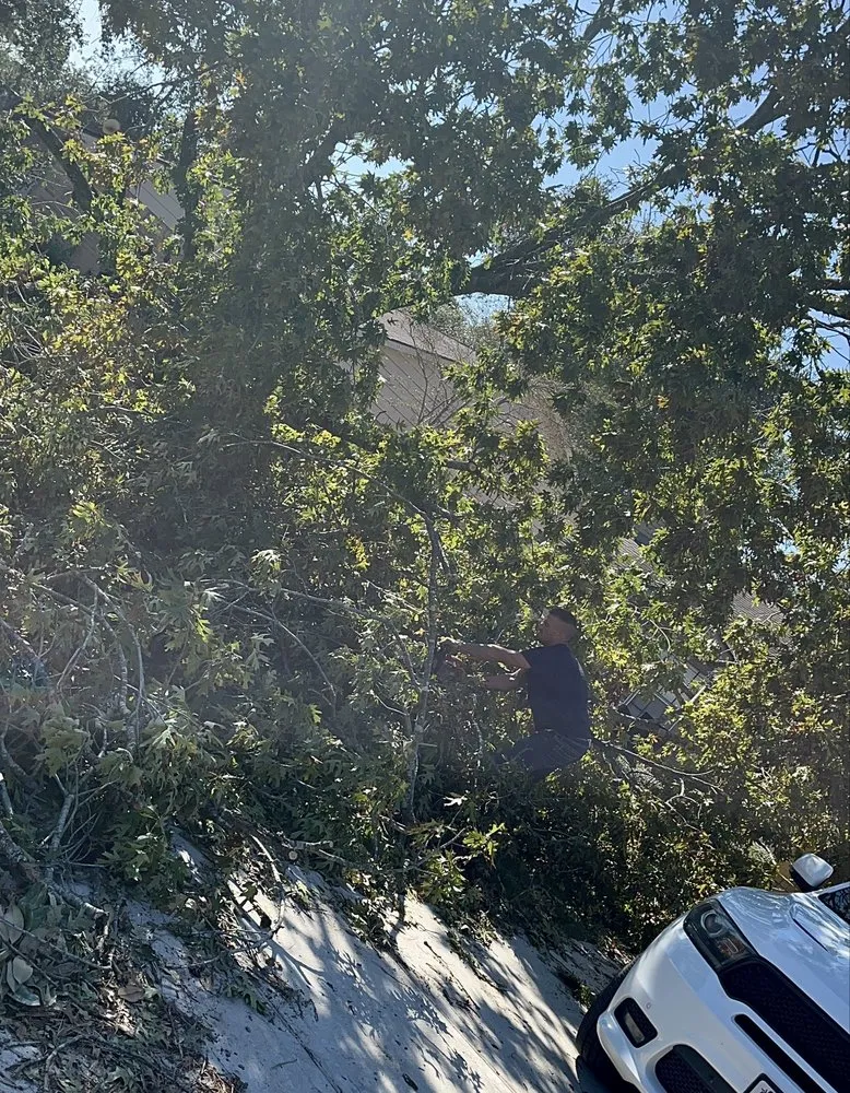 Expert landscape design for residential properties across Santa Fe, TX - Resilience Tree Service