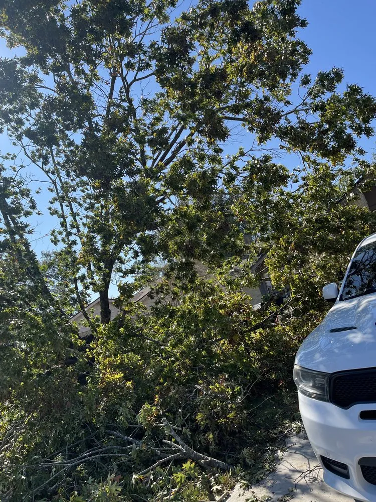 Affordable garden landscaping for beautiful yards in Santa Fe, TX by Resilience Tree Service