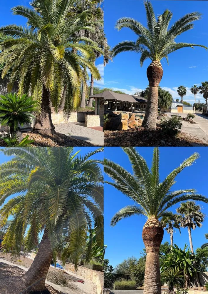 Reliable yard cleanup service for residential properties in Santa Fe, TX by Resilience Tree Service