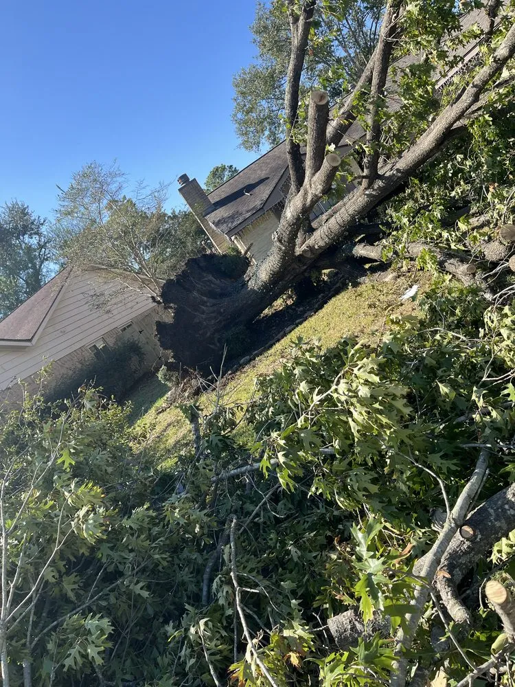 Affordable yard maintenance for year-round maintenance across Santa Fe, TX - Resilience Tree Service