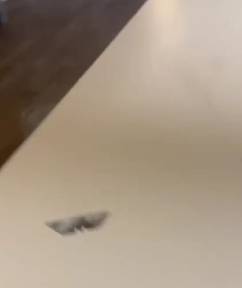 Local lawn care service in Savannah, GA by Resoglow