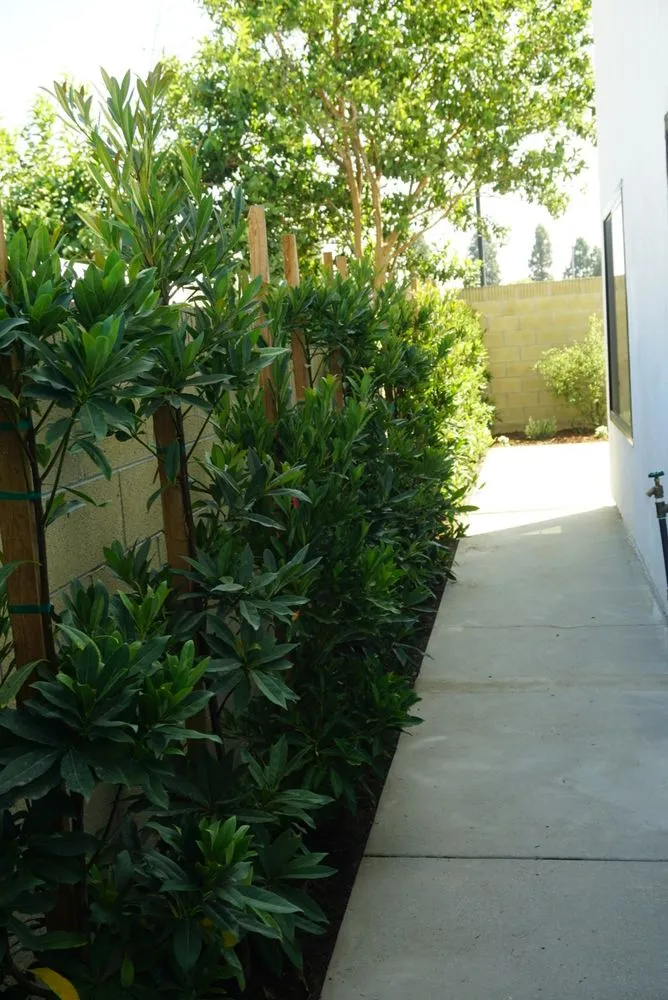 Custom landscaping services in Cypress, CA by Resolve Landscape