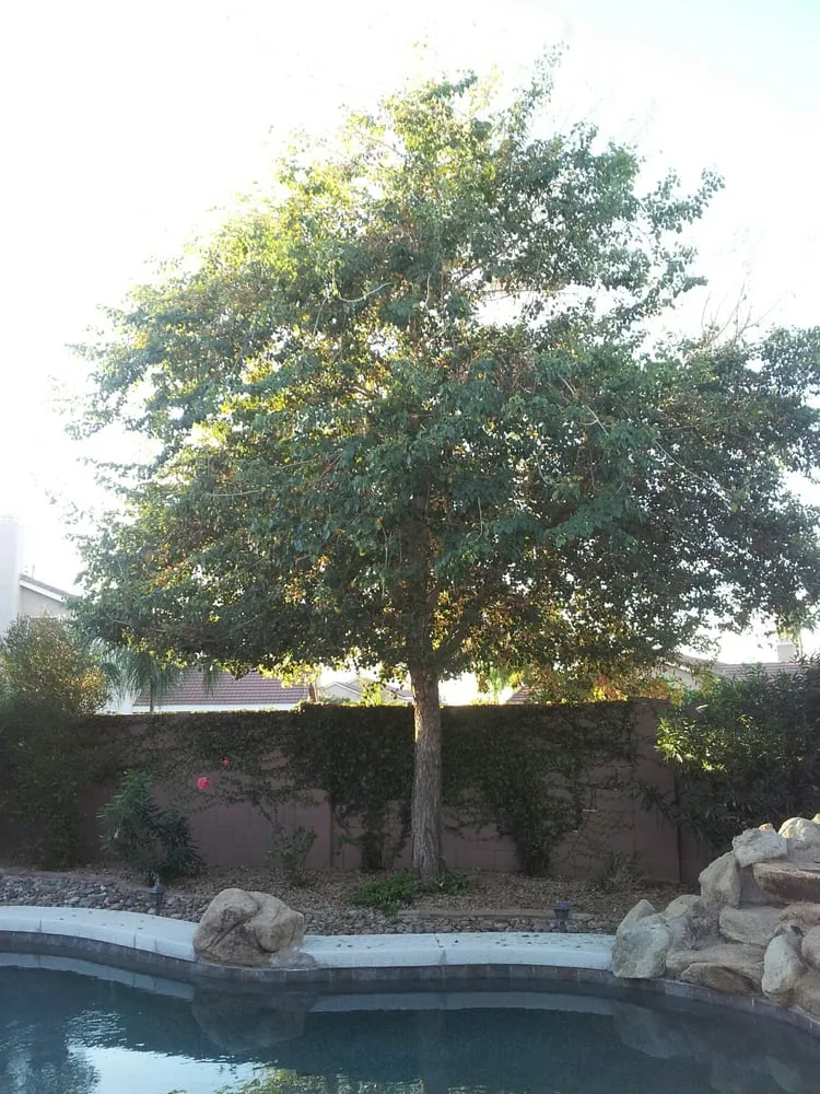 Custom landscape installation near you across Phoenix, AZ - Responsible Landscaping