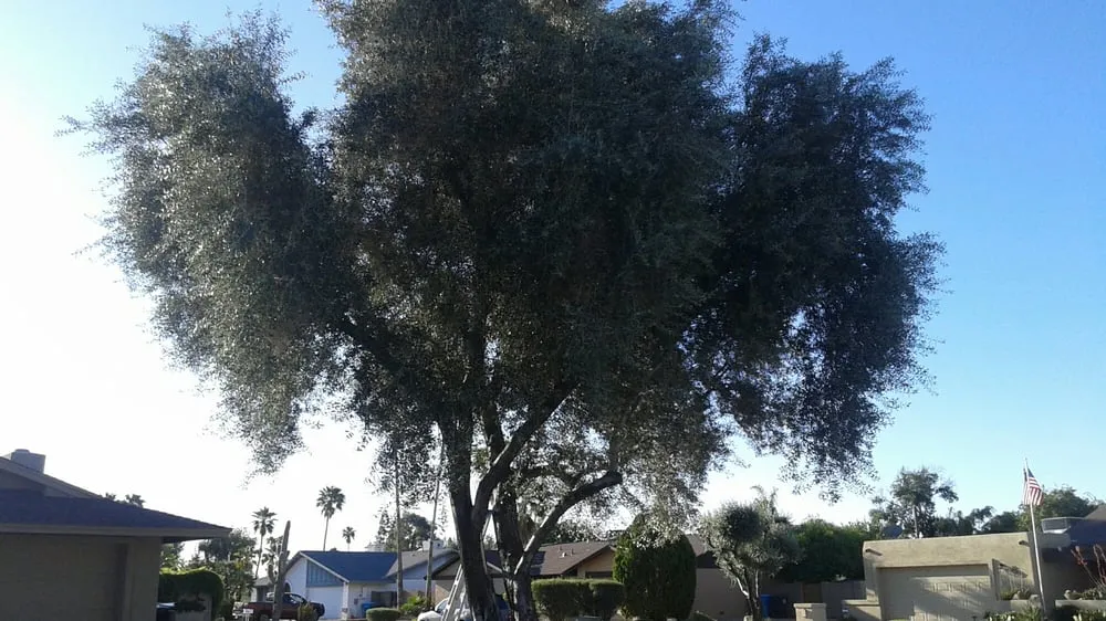 Affordable yard cleanup service experts serving Phoenix, AZ - Responsible Landscaping