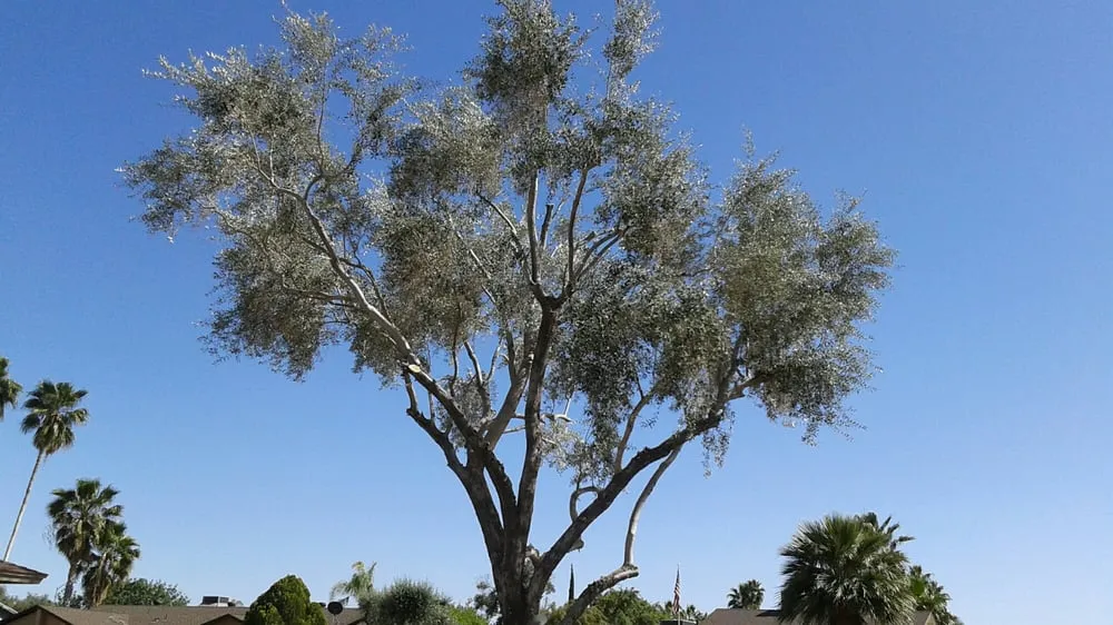 Custom garden landscaping in Phoenix, AZ - Responsible Landscaping