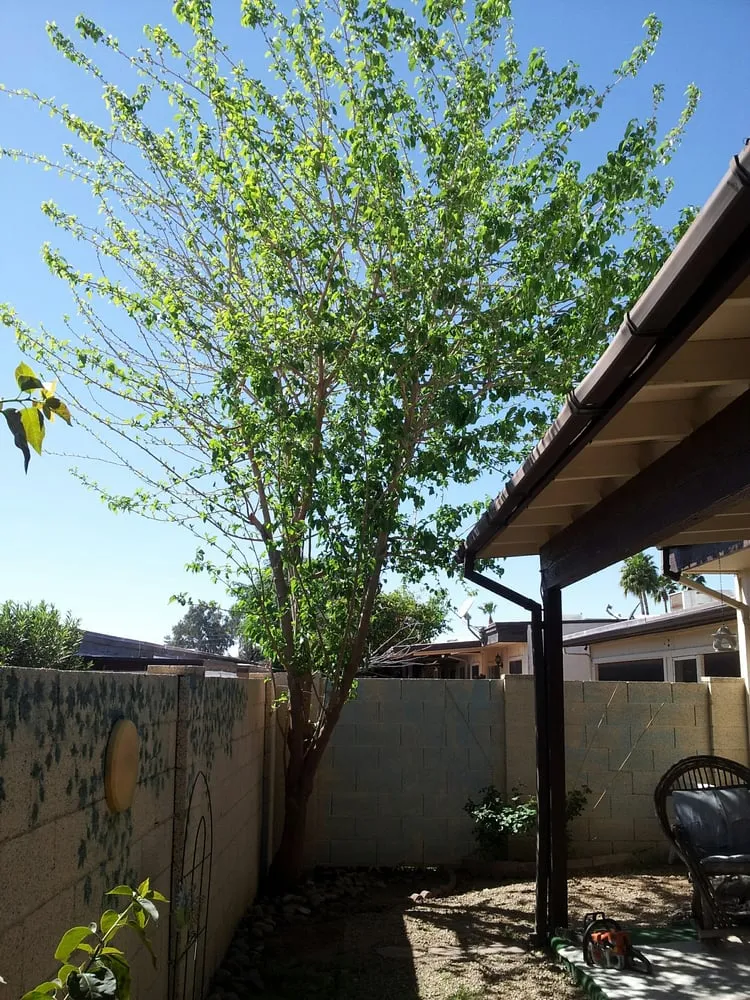 Affordable landscape installation in Phoenix, AZ - Responsible Landscaping