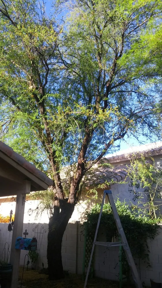 Expert yard cleanup service in Phoenix, AZ by Responsible Landscaping