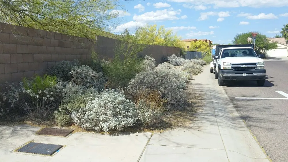 Top-rated landscape design in Phoenix, AZ by Responsible Landscaping