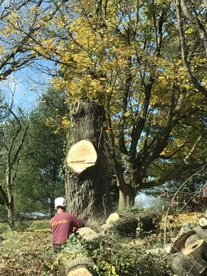 Ressler Tree Service Logo