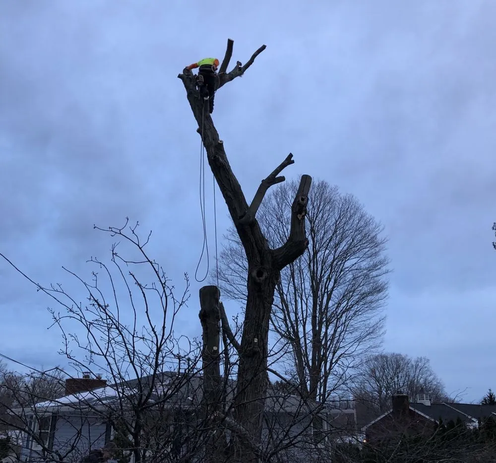 Local landscaping services in West Haven, CT - Restless Tree and Landscaping