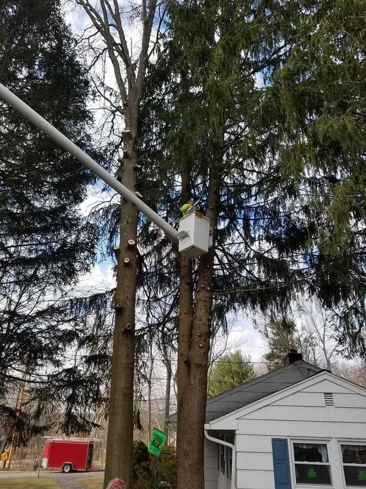 Affordable residential landscaping in West Haven, CT by Restless Tree and Landscaping