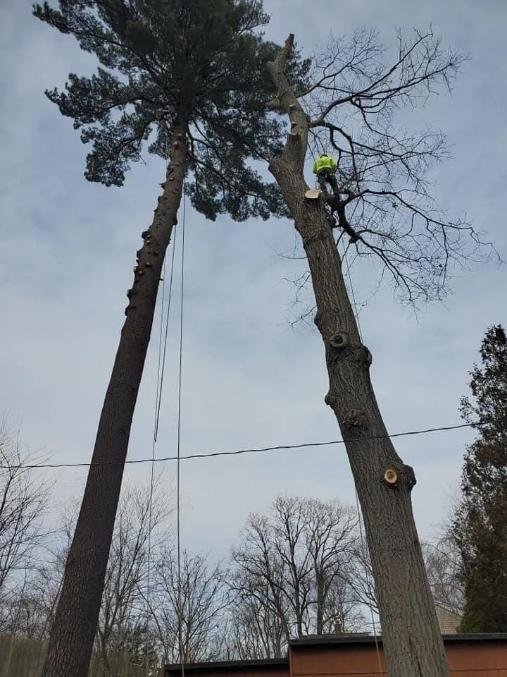 Trusted yard cleanup service experts serving West Haven, CT - Restless Tree and Landscaping