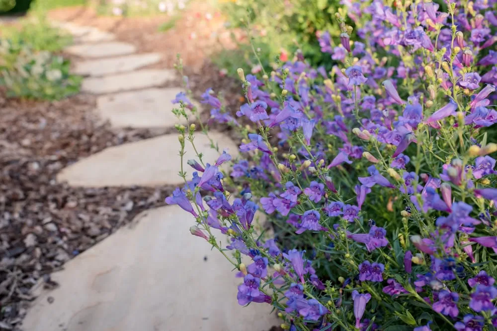 Local garden landscaping experts serving Sacramento, CA - Restoration Landscaping Company