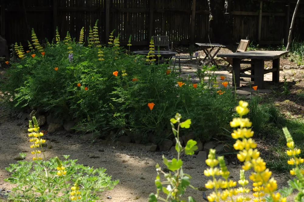 Local outdoor landscaping in Sacramento, CA by Restoration Landscaping Company