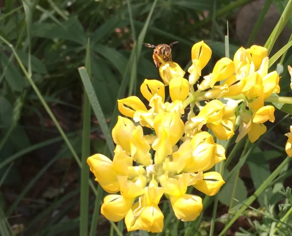 Top-rated lawn mowing service in Sacramento, CA - Restoration Landscaping Company