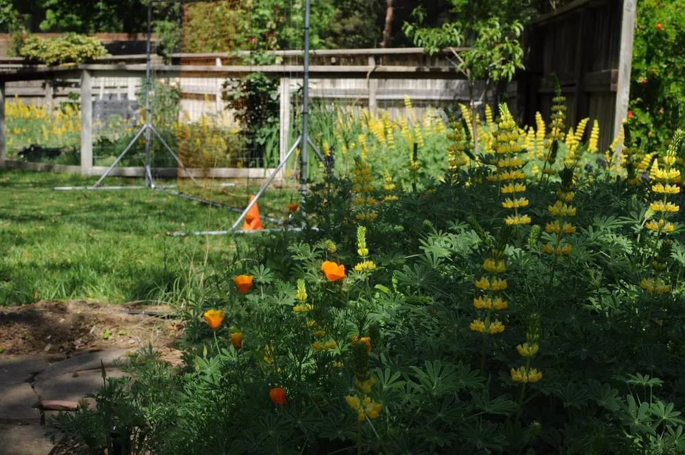 Affordable yard maintenance in Sacramento, CA by Restoration Landscaping Company