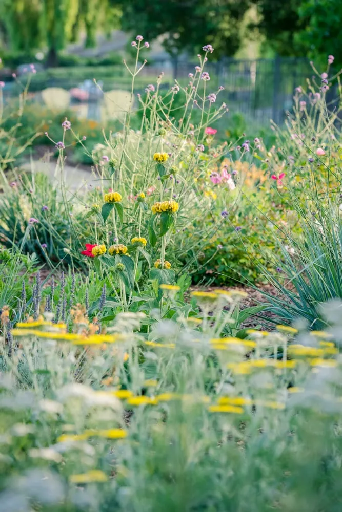 Affordable yard maintenance in Sacramento, CA by Restoration Landscaping Company