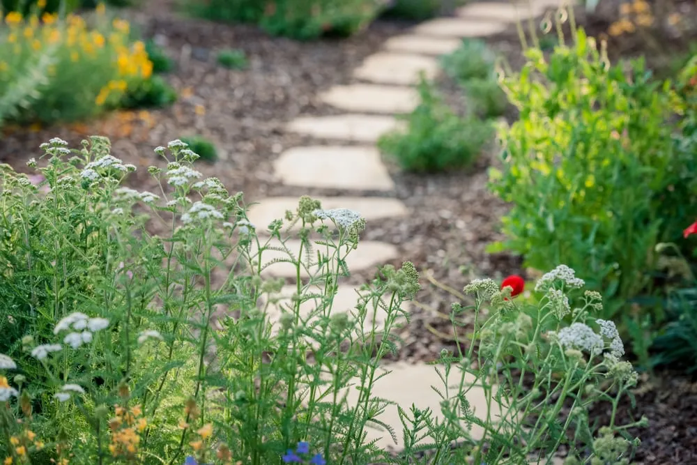 Affordable lawn care service in Sacramento, CA - Restoration Landscaping Company