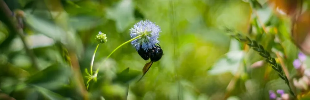 Custom yard maintenance in Sacramento, CA - Restoration Landscaping Company