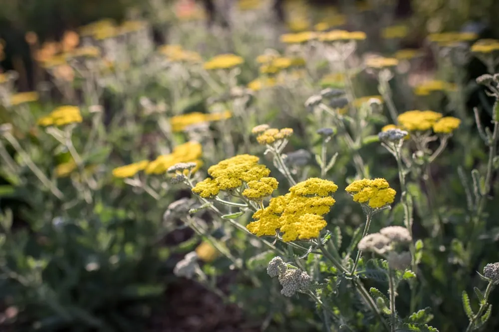 Local lawn mowing service for outdoor upgrades across Sacramento, CA - Restoration Landscaping Company