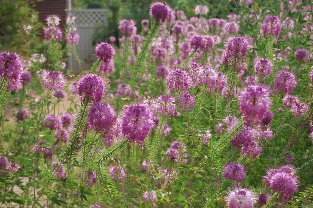 Professional lawn care service for homes in Denver, CO by Restorative Landscape Design