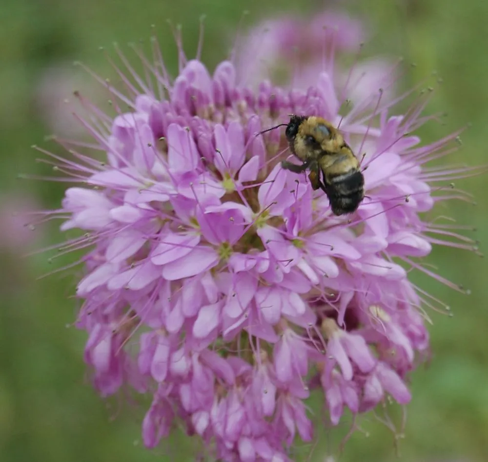 Affordable landscape installation for homes in Denver, CO by Restorative Landscape Design