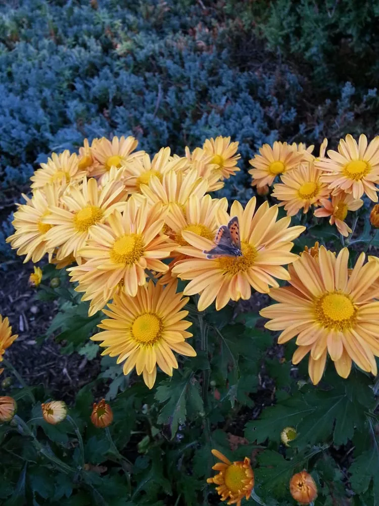 Affordable outdoor landscaping experts serving Jamaica Plain, MA - Restoring Roots Cooperative