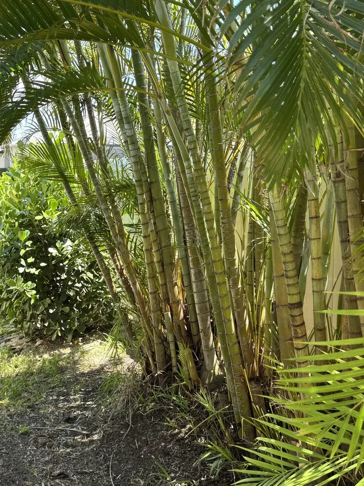 Trusted landscape design in Cape Coral, FL - Resto's Lawn Care Services