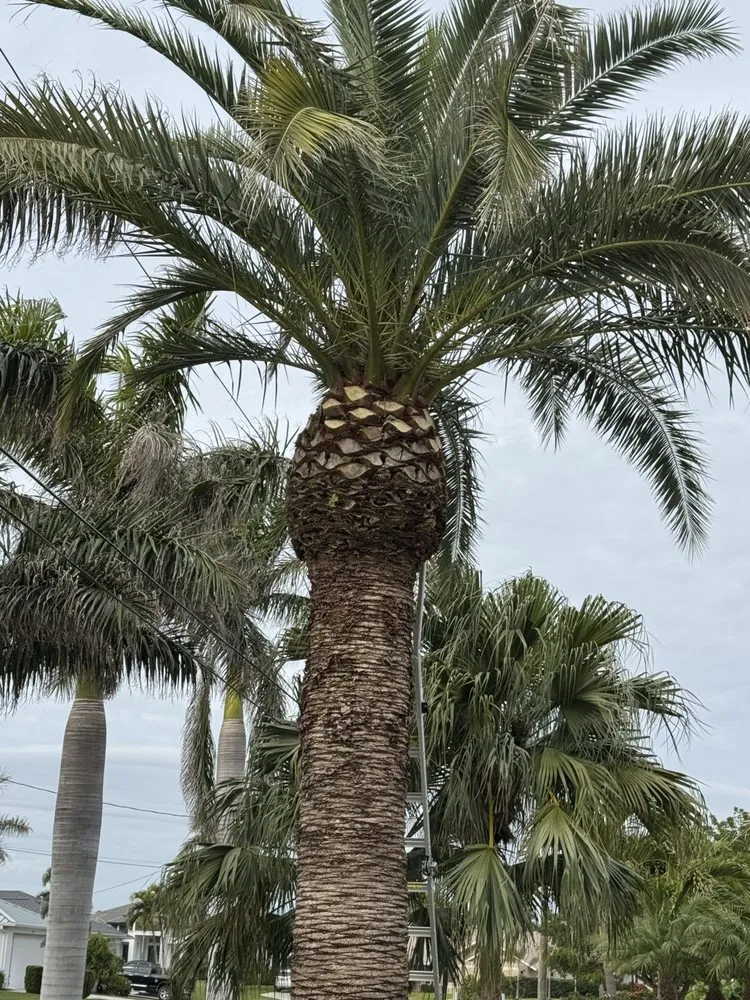 Reliable garden landscaping for homes across Cape Coral, FL - Resto's Lawn Care Services