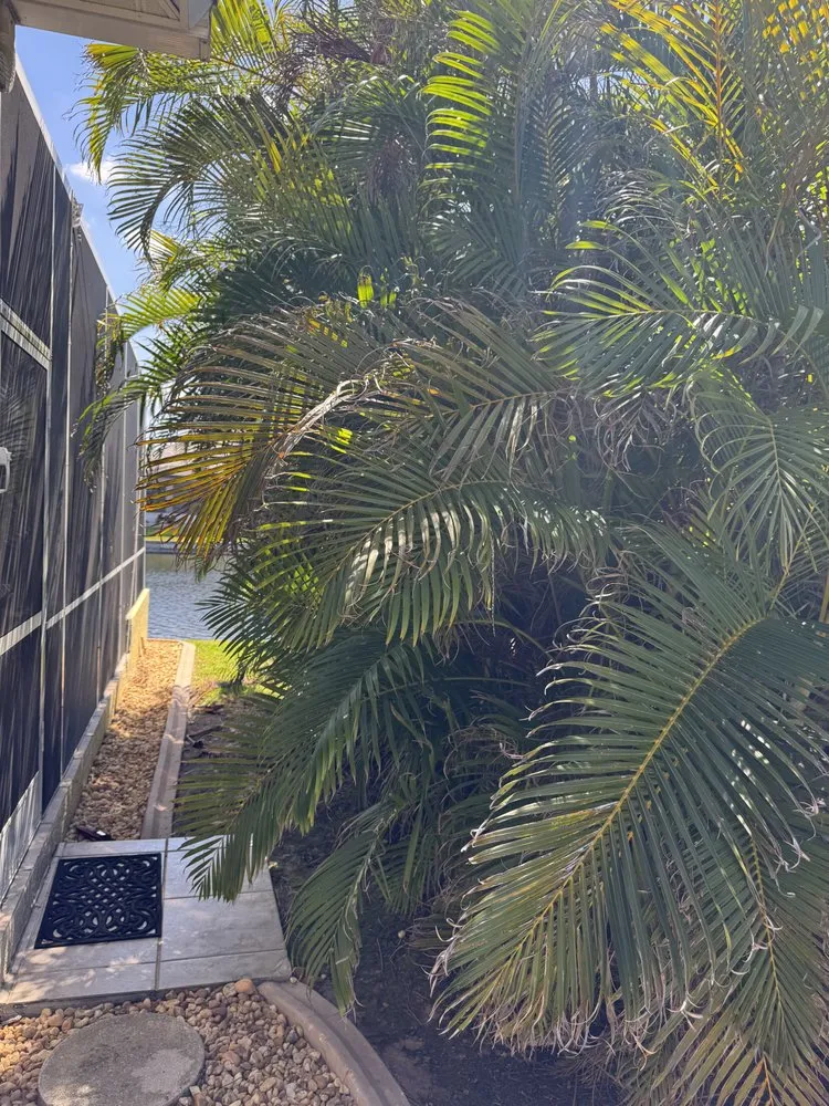 Reliable yard maintenance in Cape Coral, FL by Resto's Lawn Care Services