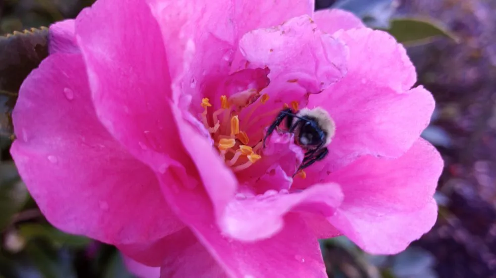 Expert yard cleanup service in Ball Ground, GA by Resurrecting Landscapes