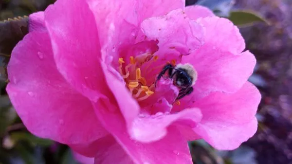 Resurrecting Landscapes Logo