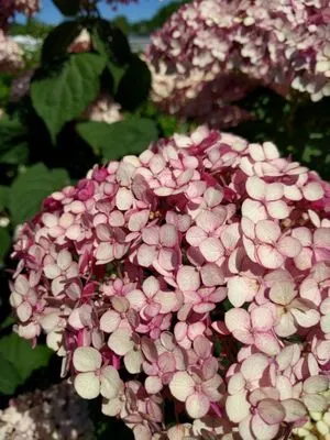 Rettmann Outdoor Services