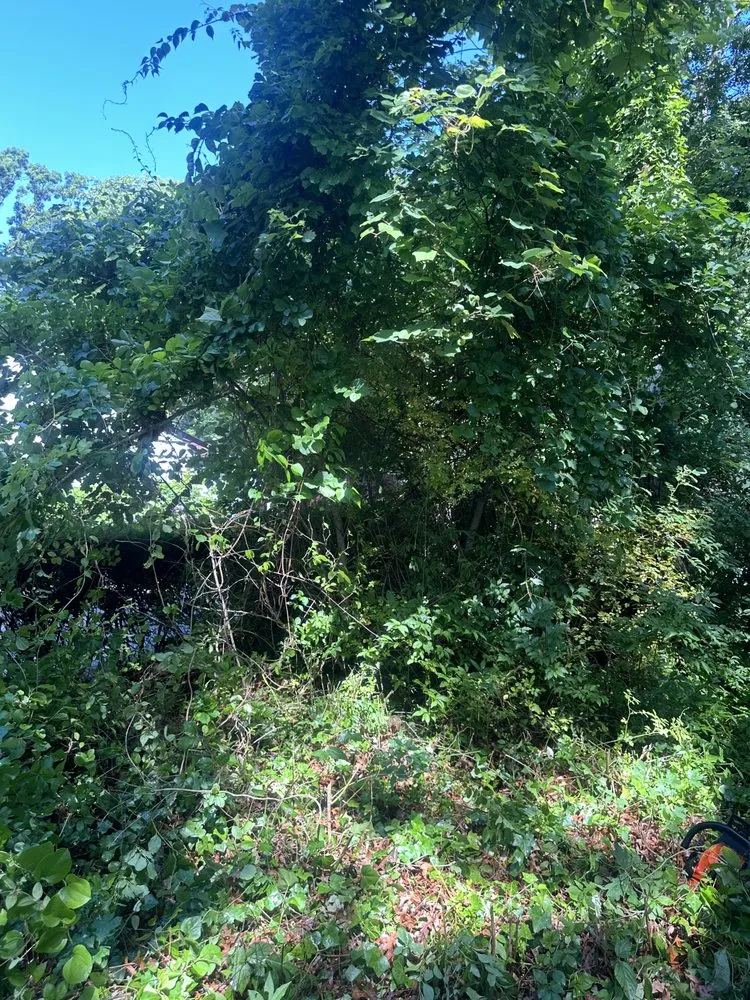 Reliable yard cleanup service in West Islip, NY by Revamp Homes