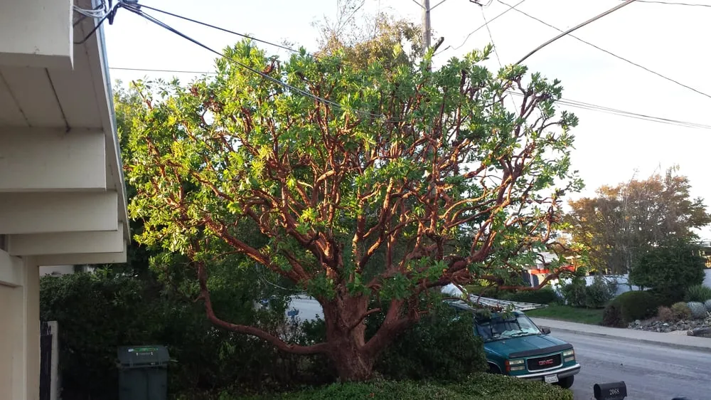 Top-rated garden landscaping near you across San Bruno, CA - Revamp Landscaping