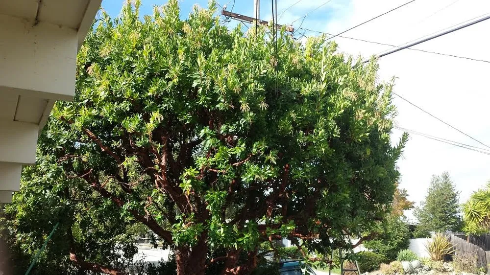 Local yard cleanup service in San Bruno, CA by Revamp Landscaping