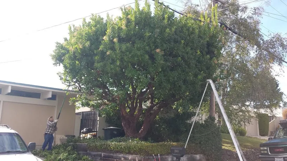 Trusted landscaping services with custom design across San Bruno, CA - Revamp Landscaping