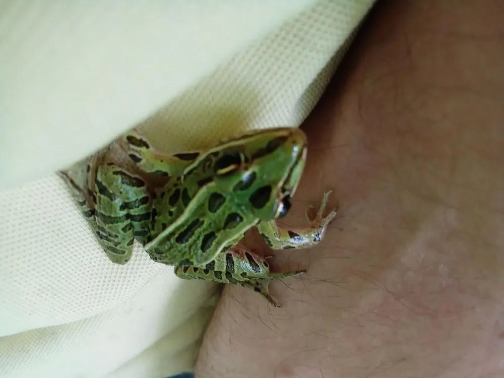 Local lawn care service in Muskegon, MI by Revelation Lawn and Snow