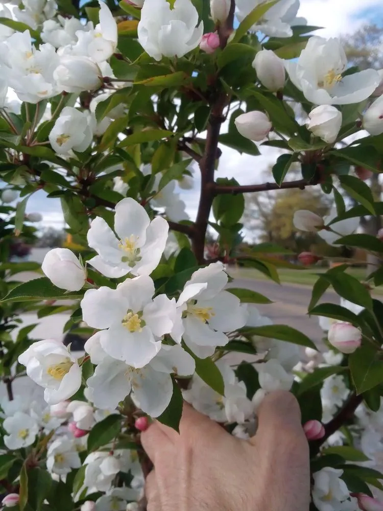 Affordable landscape installation experts serving Muskegon, MI - Revelation Lawn and Snow