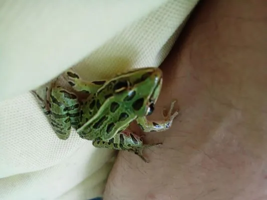 Revelation Lawn and Snow Logo