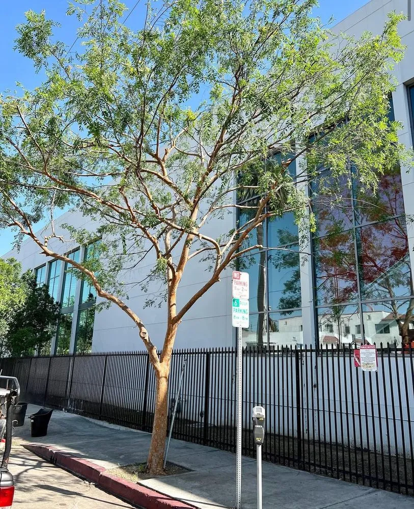 Professional yard maintenance in West Hollywood, CA - Reveles Landscaping & Tree Service