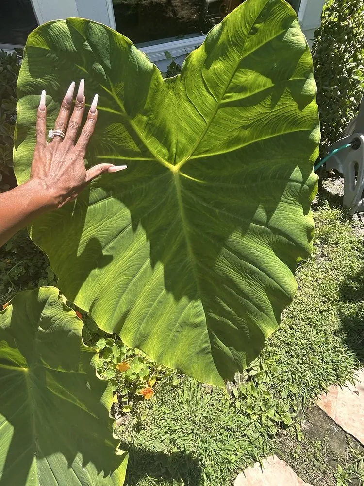 Expert landscaping services experts serving West Hollywood, CA - Reveles Landscaping & Tree Service