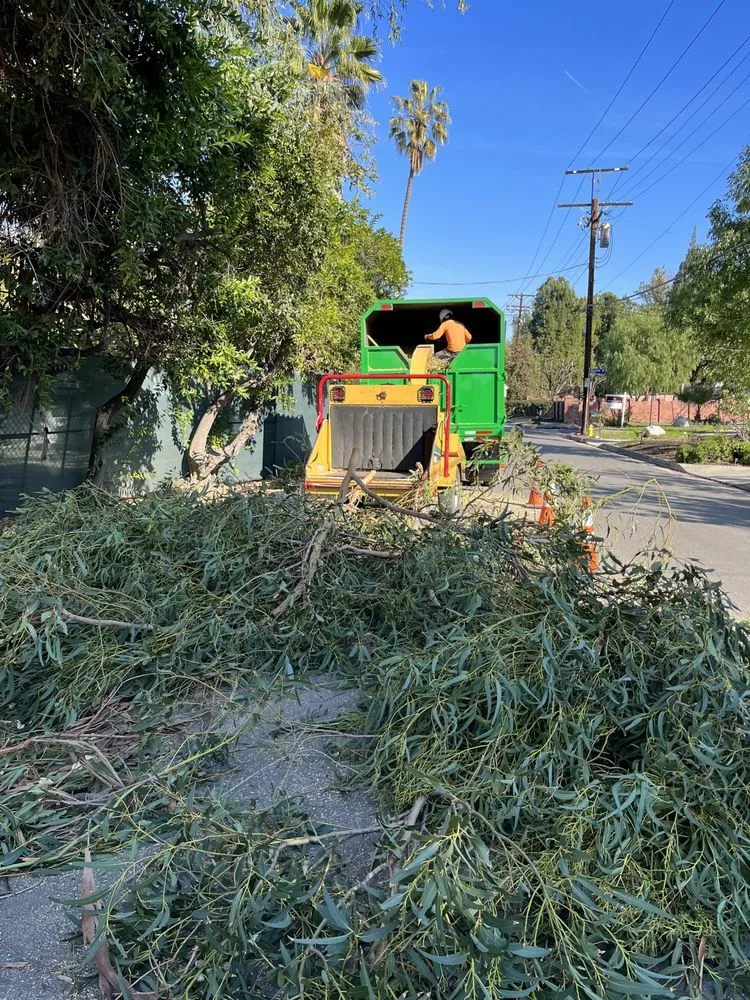 Affordable landscaping services in West Hollywood, CA by Reveles Landscaping & Tree Service