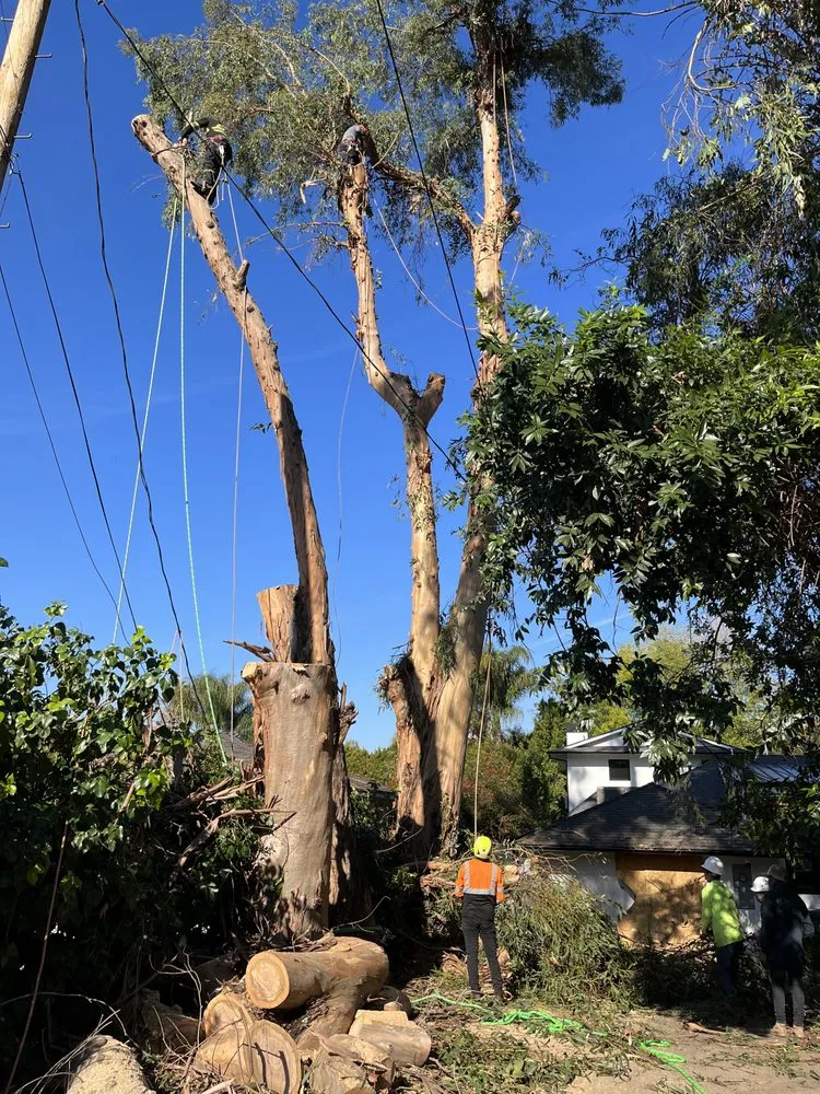 Custom outdoor landscaping in West Hollywood, CA by Reveles Landscaping & Tree Service